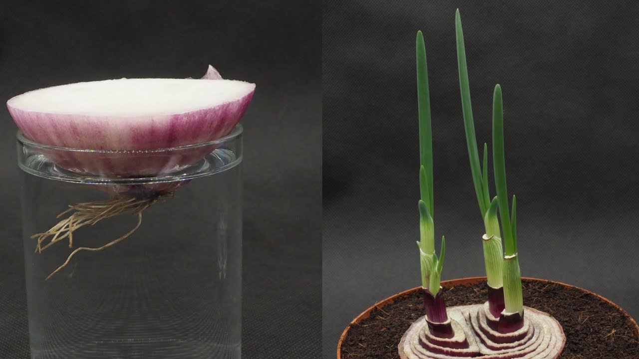 【超市买来直接种系列1】洋葱长出洋葱苗延时摄影|Regrow onion to Onion seedlings Timelapse