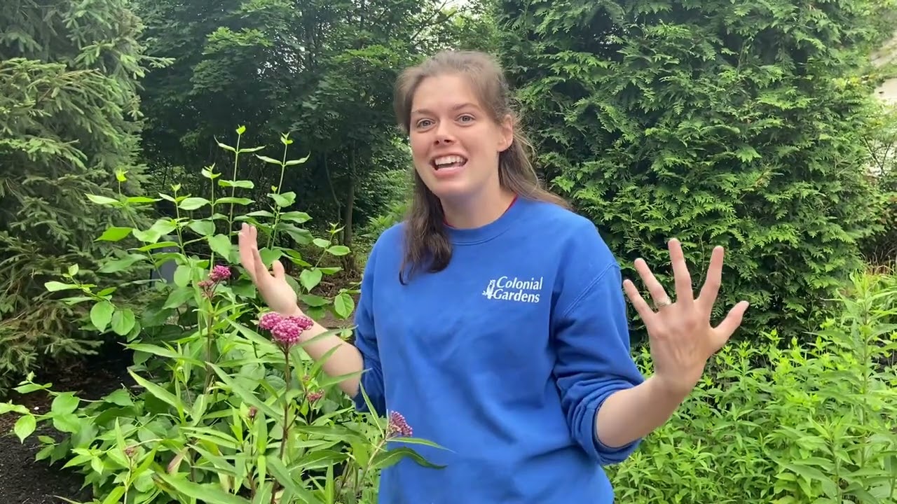 Why You Should Plant Swamp Milkweed