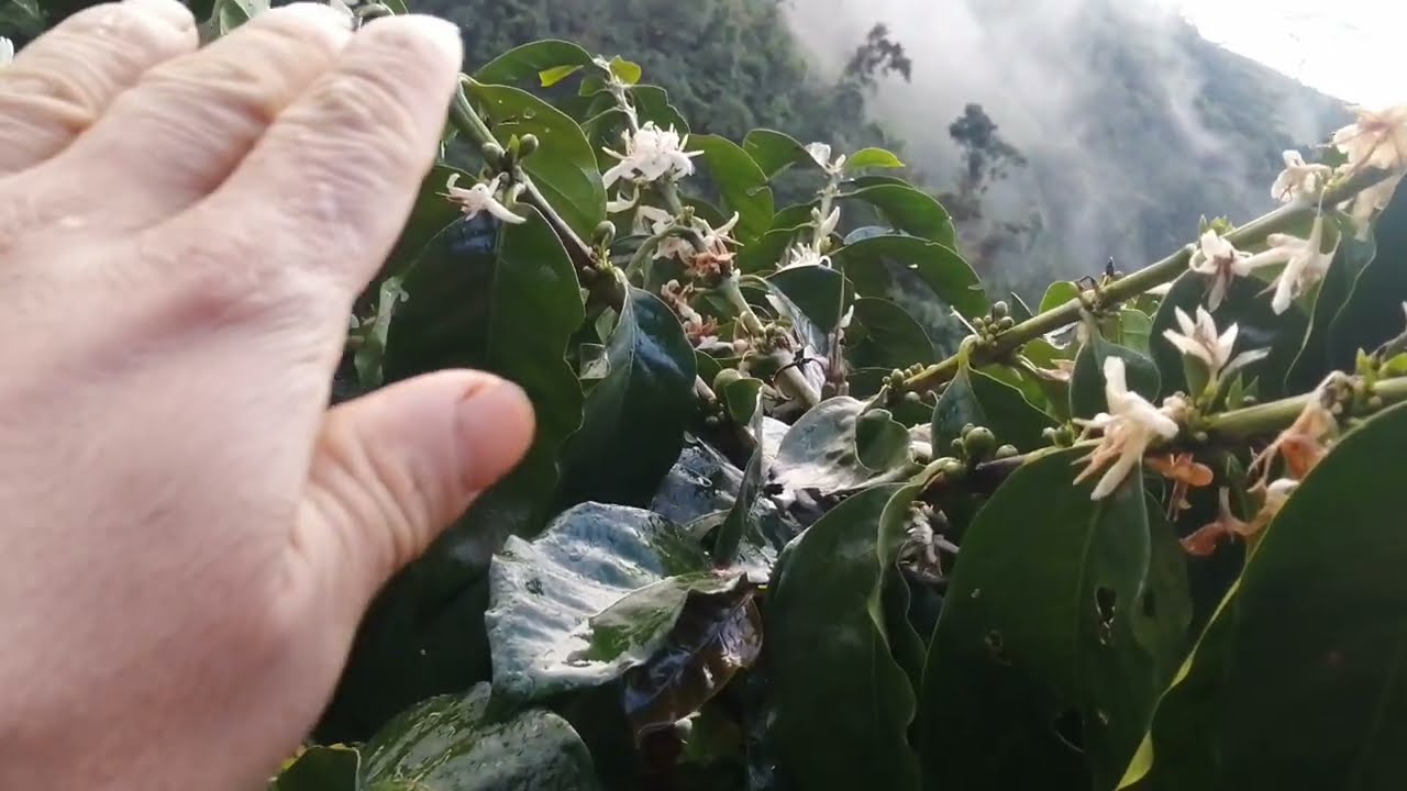 El capado del café un año antes de aserle el corte pulmón.