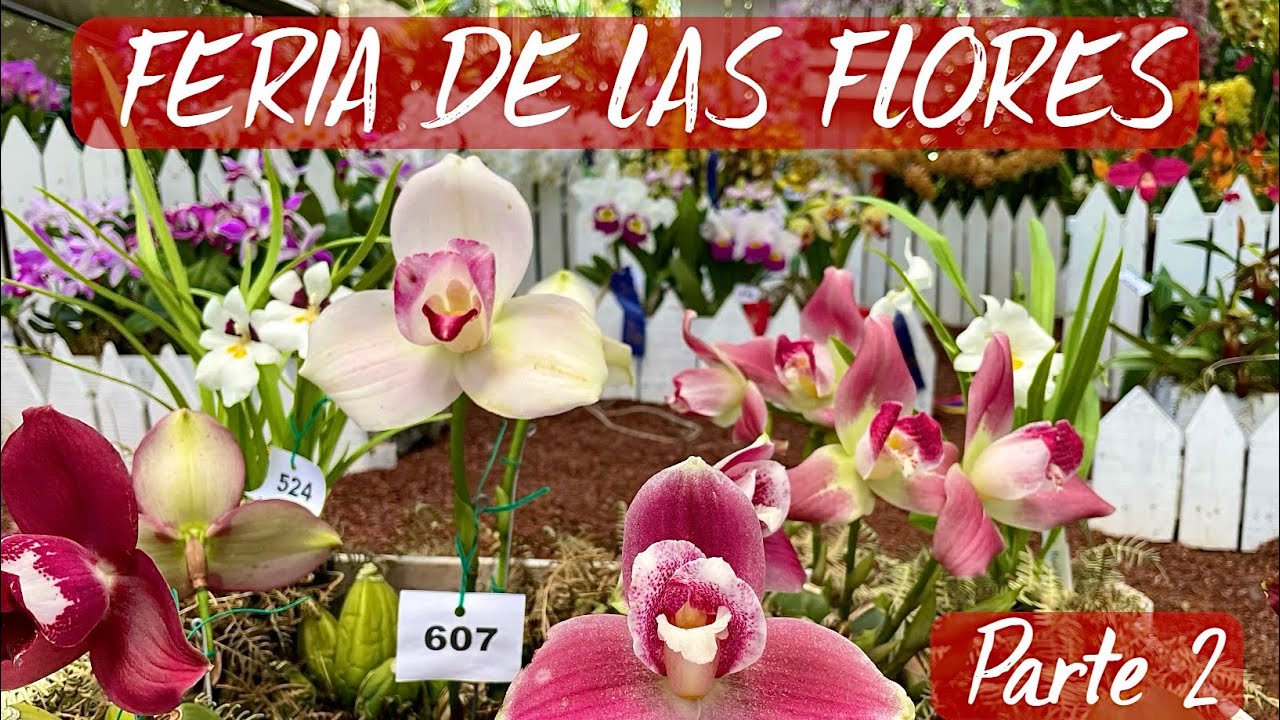 FERIA DE LAS FLORES MEDELLÍN – PARTE 2.