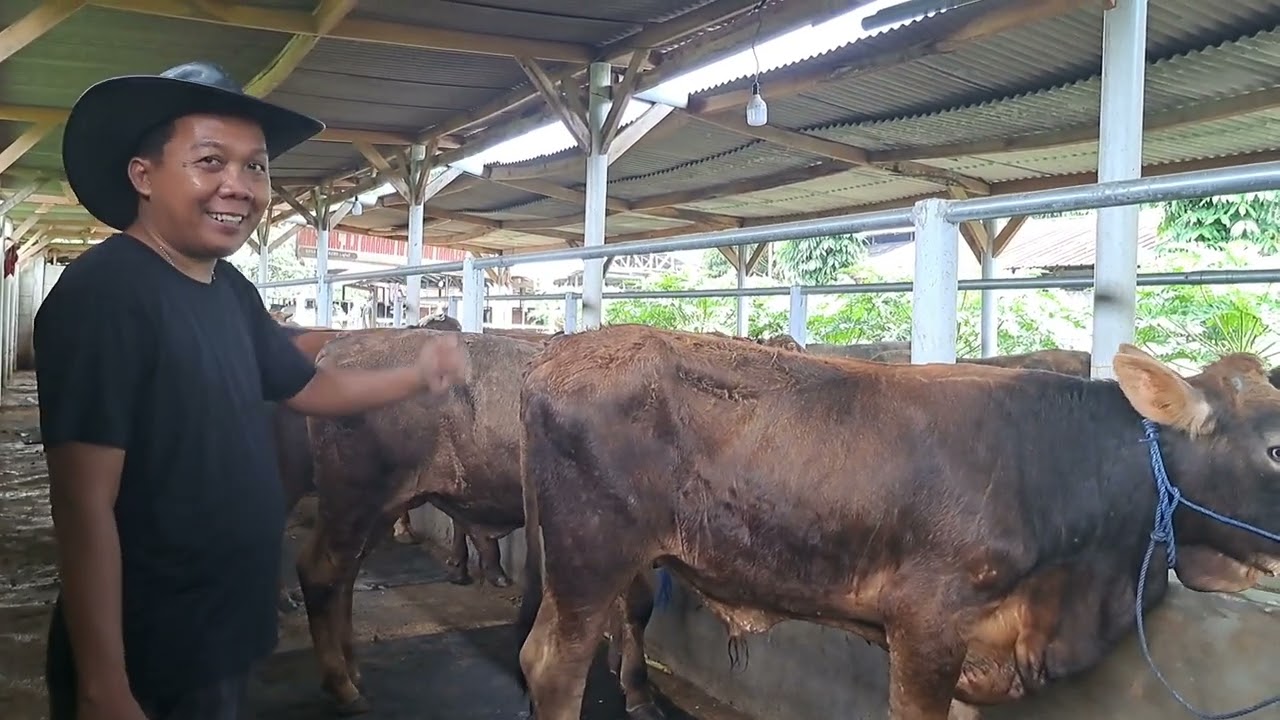 Promo Ramadhan cashback 1 -5 jt ..Reveiw sapi kurban 20 -28jt Up ...