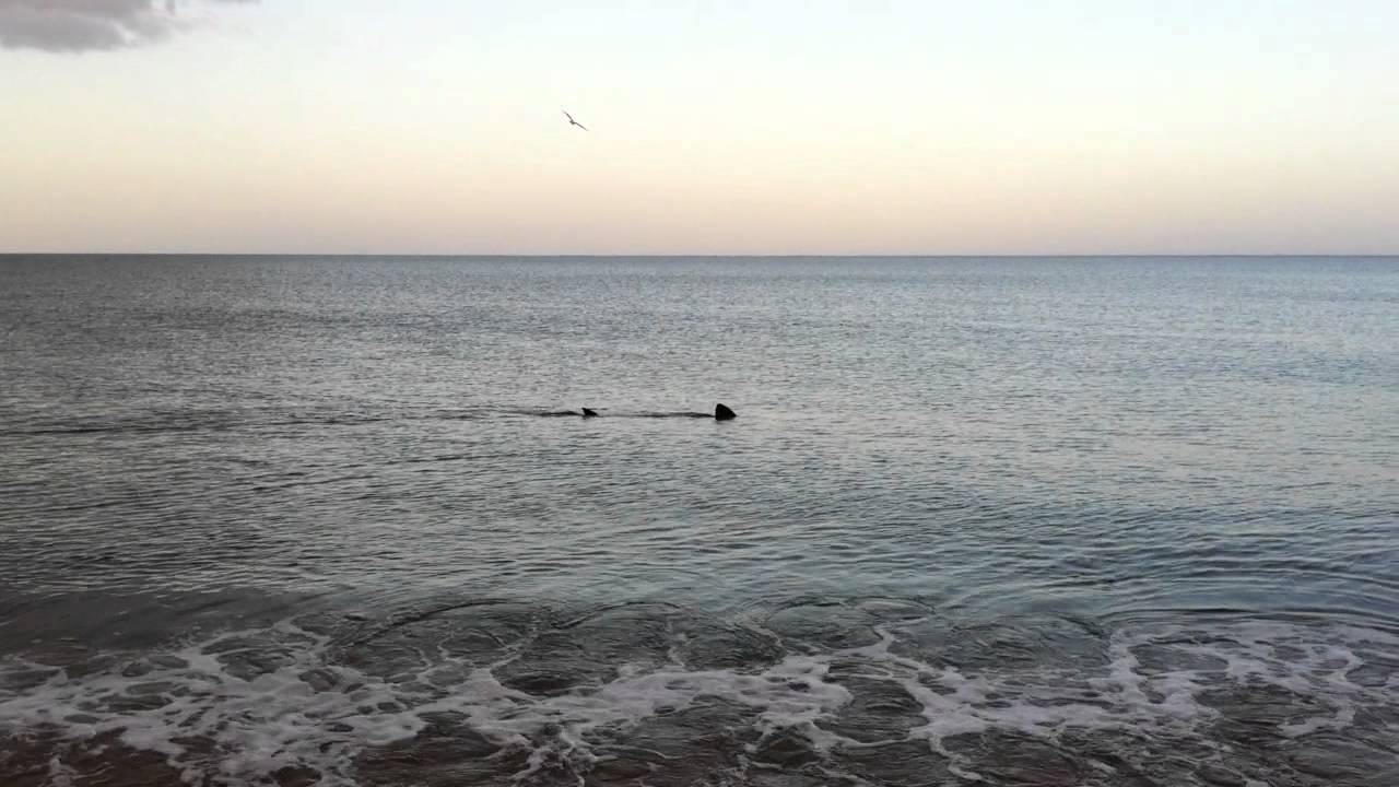 Shark at Slapton Sands Devon