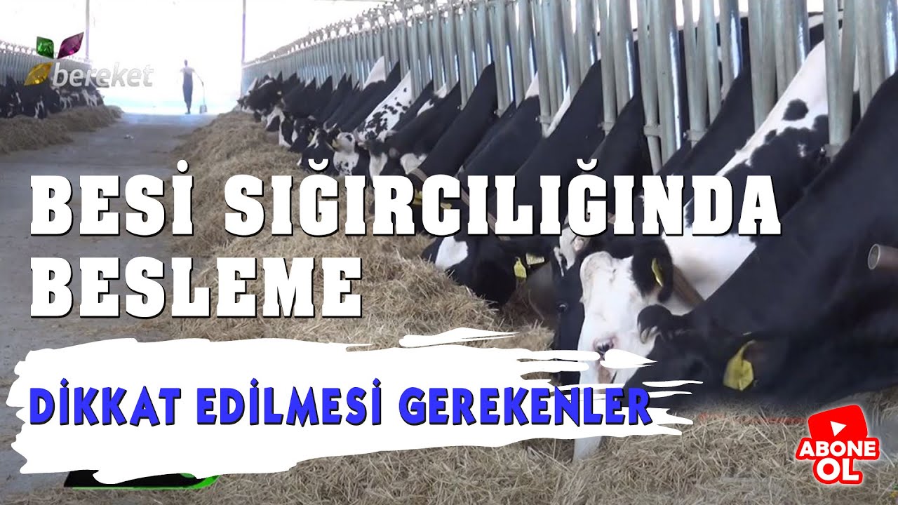 Hayvancılık Rehberi - Besi Sığırcılığında Besleme