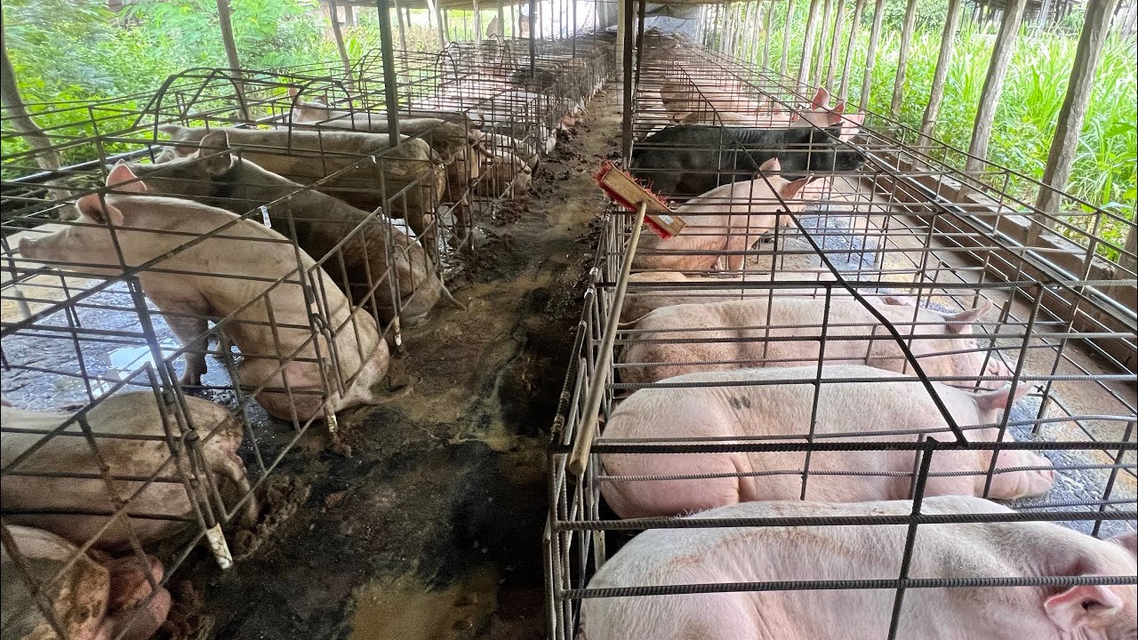 LO QUE TIENES que saber ANTES de entrar en el NEGOCIO de los cerdos 🐷