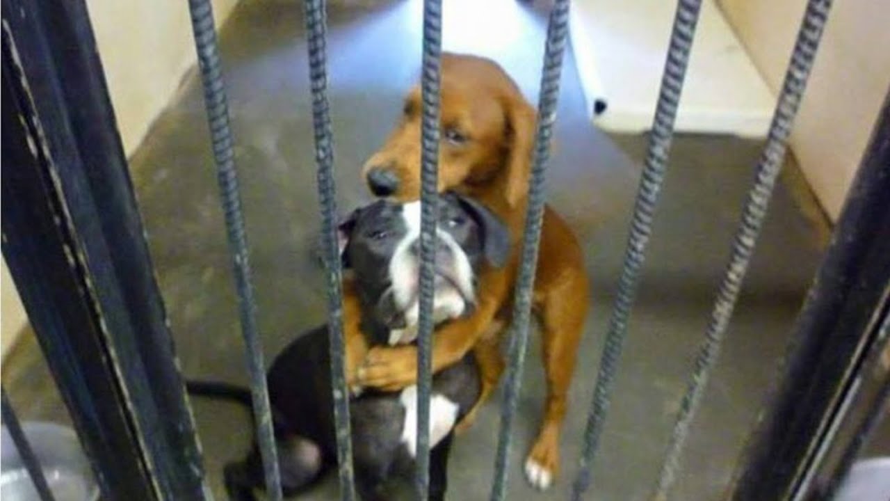 “Hugging Dogs” Photo Helps Two Pups Escape Euthanization And Find A Home