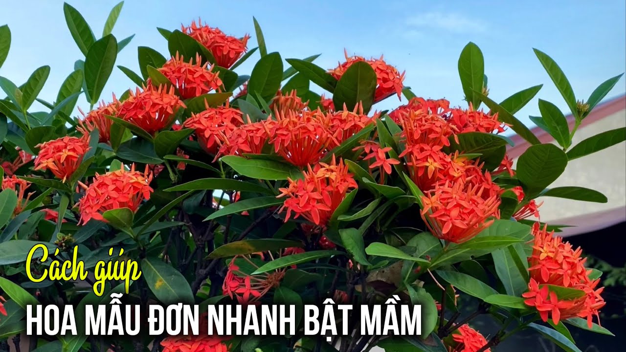 C&aacute;ch gi&uacute;p Hoa Mẫu Đơn nhanh bật mầm sau cắt tỉa