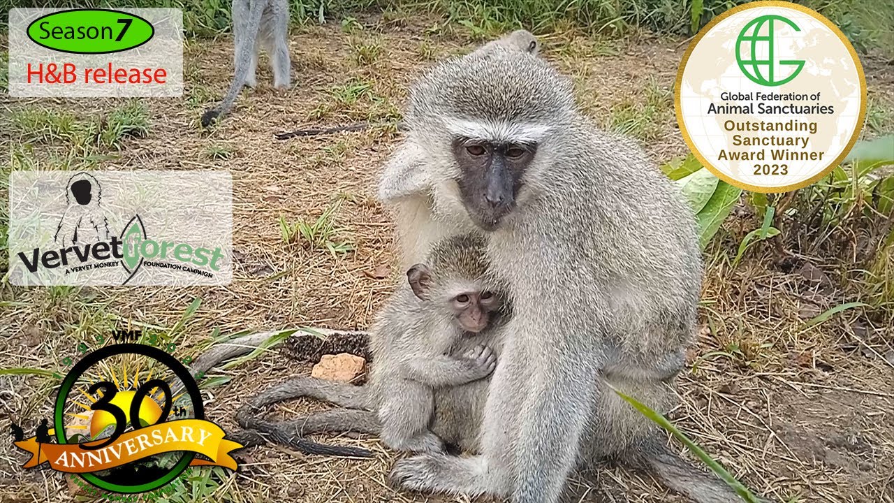 Another thrilling integration as 4 little orphans join the troop with a Foster monkey moms