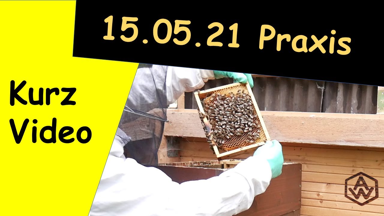 Bienen, Schwarmzellen, Naturzellen, verwerten.