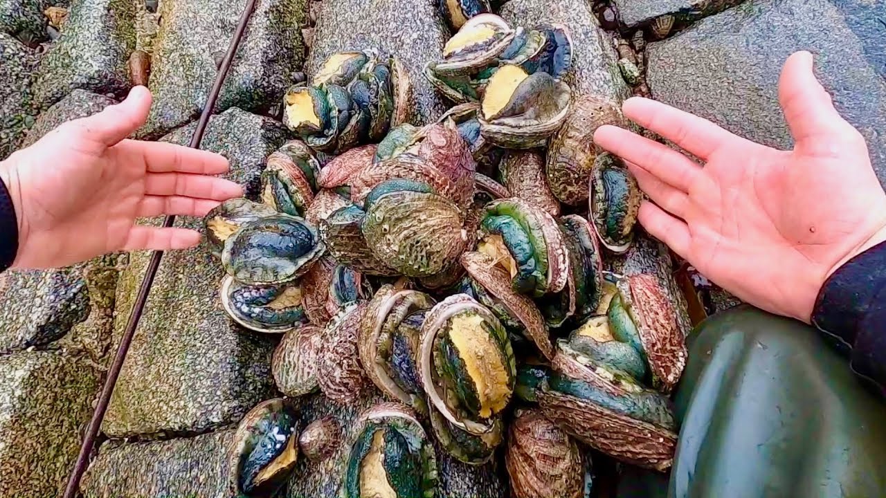 Amazing Coastal Foraging Day - Lobsters , Crab , Abalone and Sea Creatures! 