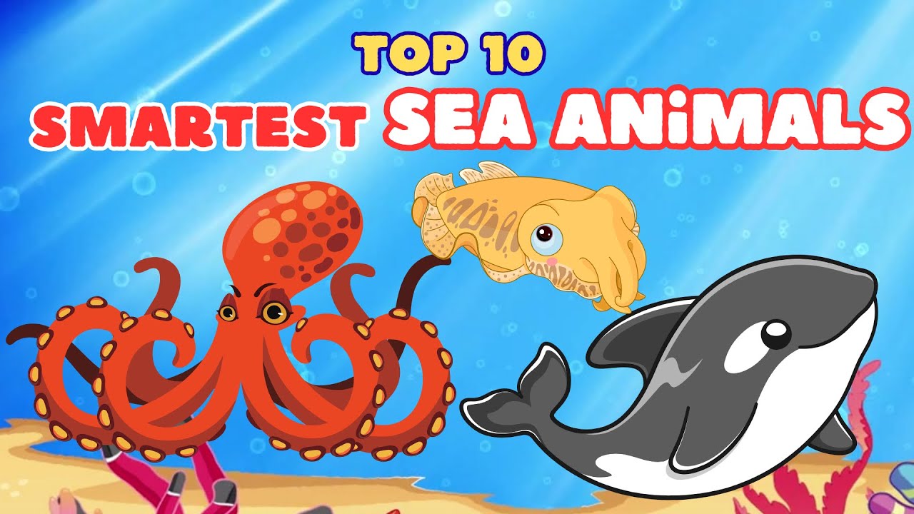The Smartest Sea Animals! Who Do You Think is #1? Fun Learning for Kids!