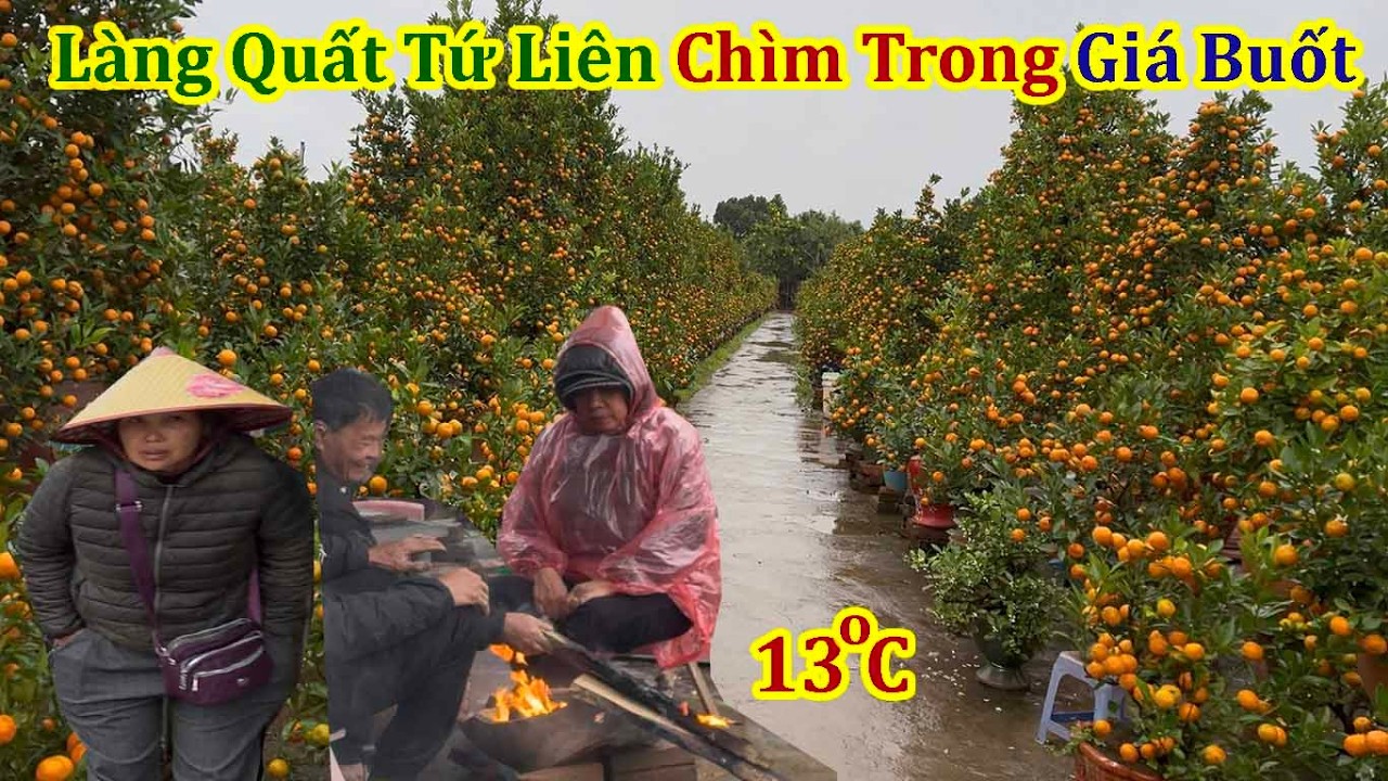 Làng Quất Tứ Liên Chìm Trong Giá Buốt Những Ngày Cận Tết 2026