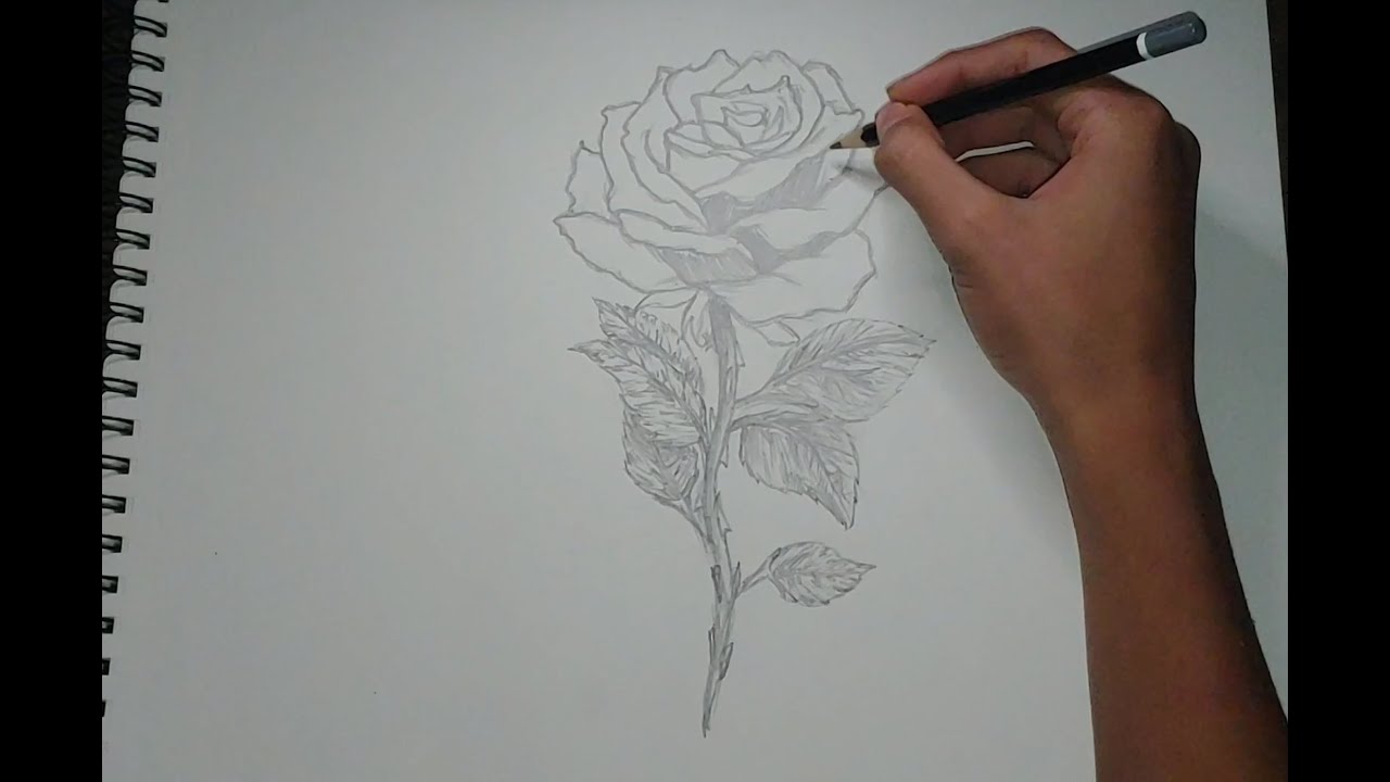 Como dibujar una rosa - How to draw a flower
