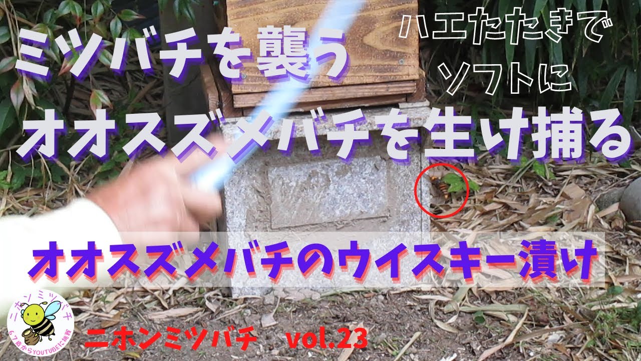 オオスズメバチ　生け捕ってウイスキー漬け