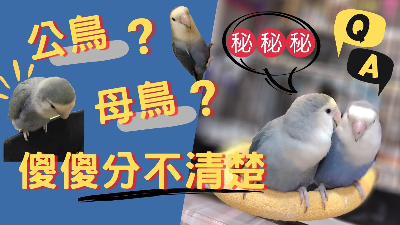 【鸚鵡】《小鸚鵡知識+ 》原來這樣就可以分出公/母鳥！？