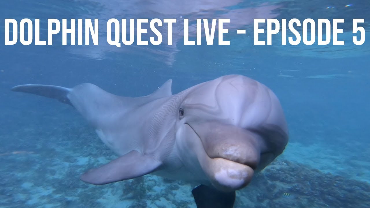 Dolphin Quest LIVE - Встречайте Калибана, Нолу и Кавелло