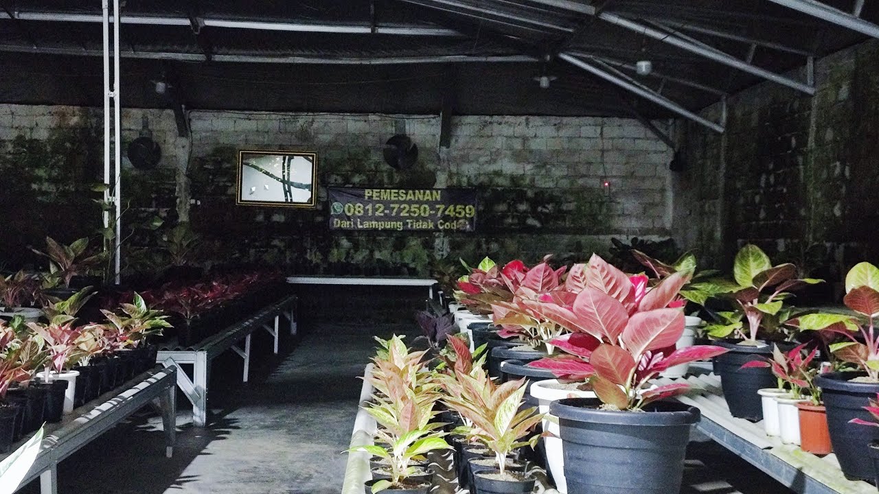 Tanaman Hias aglonema