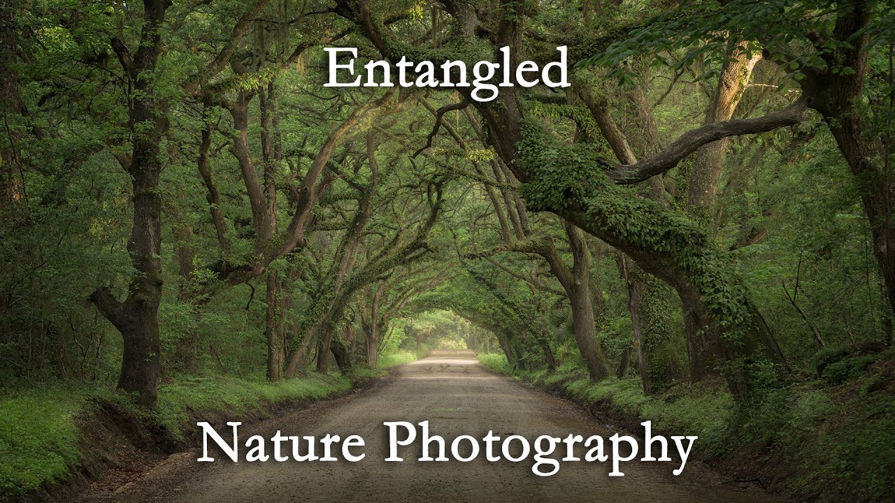 Entangled | Nature Photography Vlog