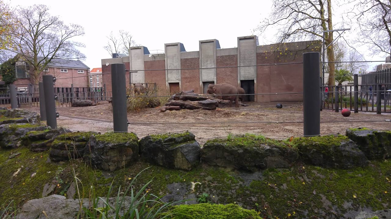 Elephants set outside in Artis Amsterdam (zoo)