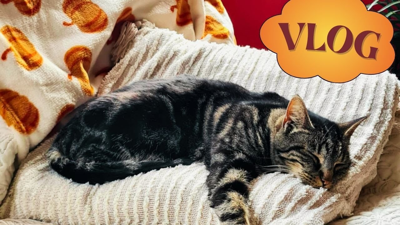💜 ORACLE et PETITS BONHEURS  / VLOG NOVEMBRE 2025...💜