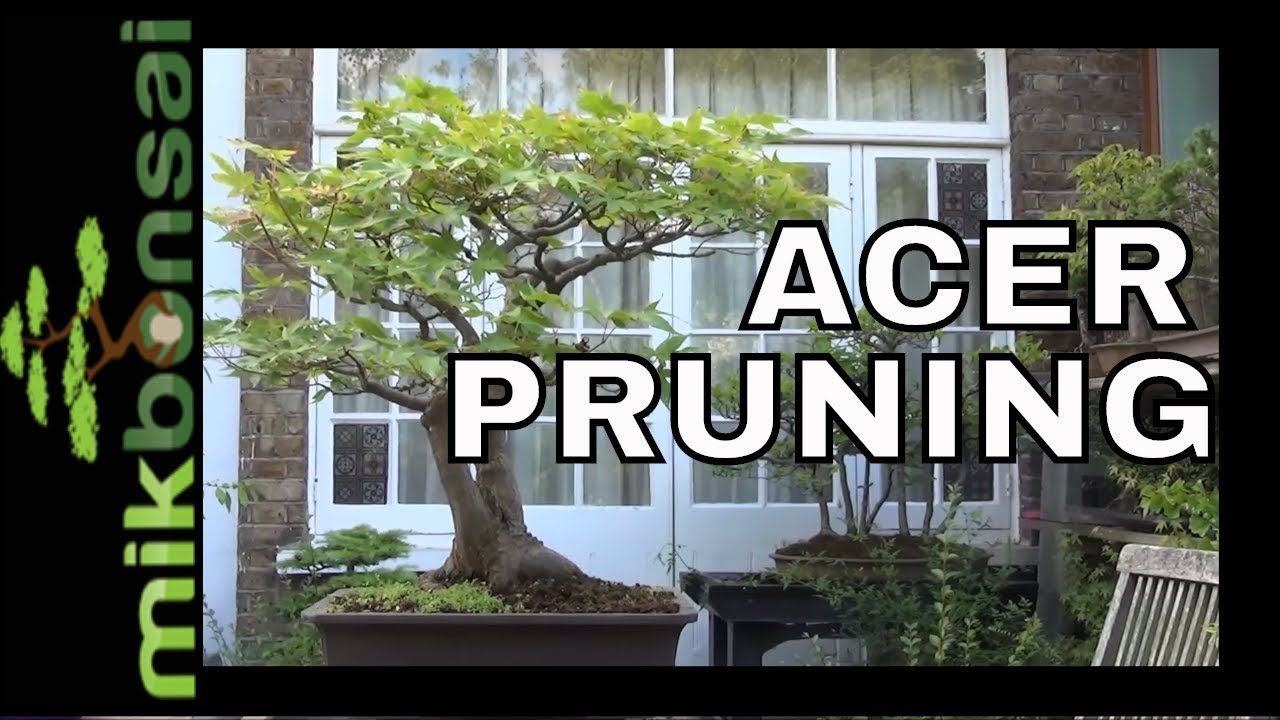 Twin Trunk Acer Bonsai Acer Spring Pruning Technique by mikbonsai