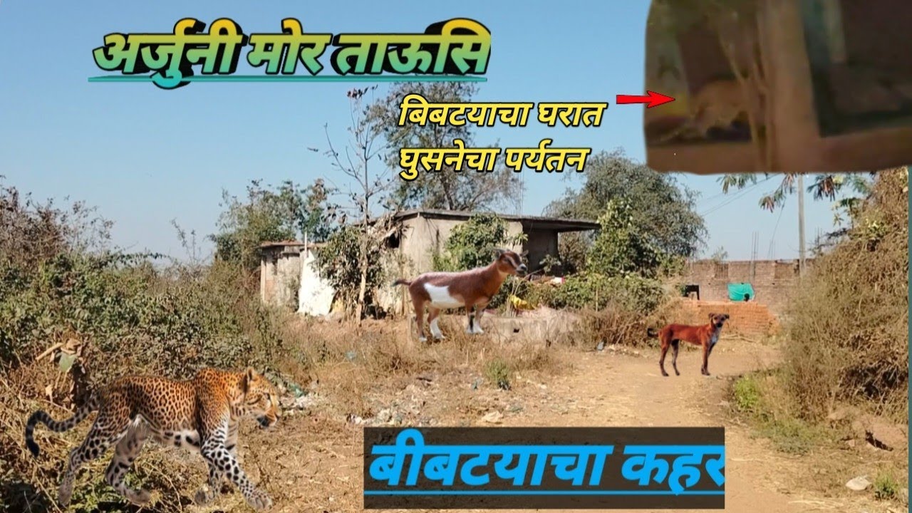 अर्जुनी मोर ताऊसि बिबटयाचा आतंक|Leopard Attack|Leopard Movement in Village 