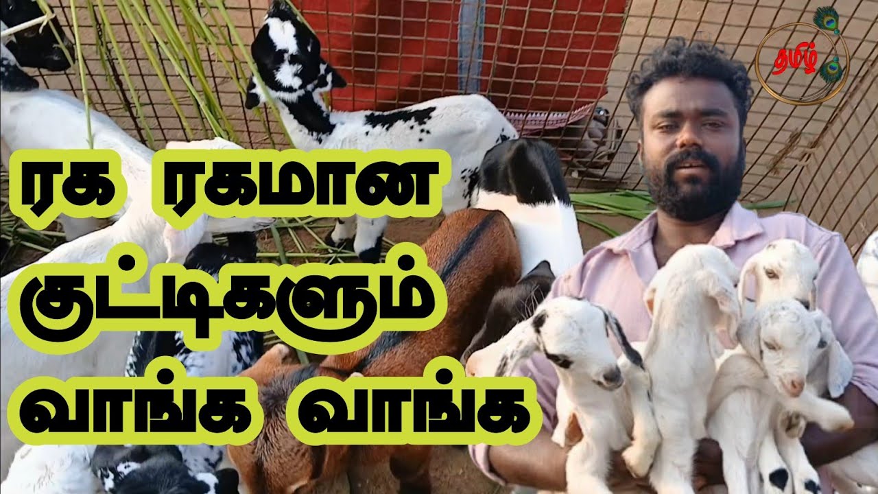 ர ரகமான பால் குட்டிகள் வாங்க மேச்சல் குட்டிகளும் வாங்க வாங்க வாங்க வாங்க வாங்க வாங்க #goat #tamil 