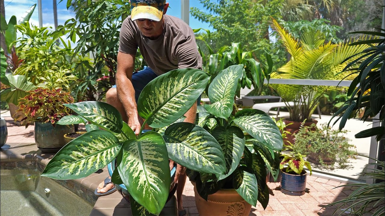 Propagating Dumb Cane |  Dieffenbachia