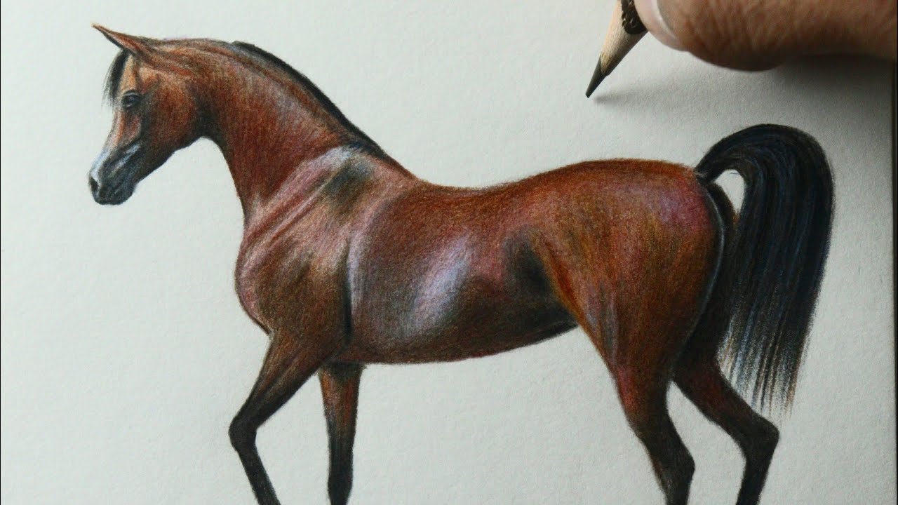 Como desenhar um Cavalo árabe