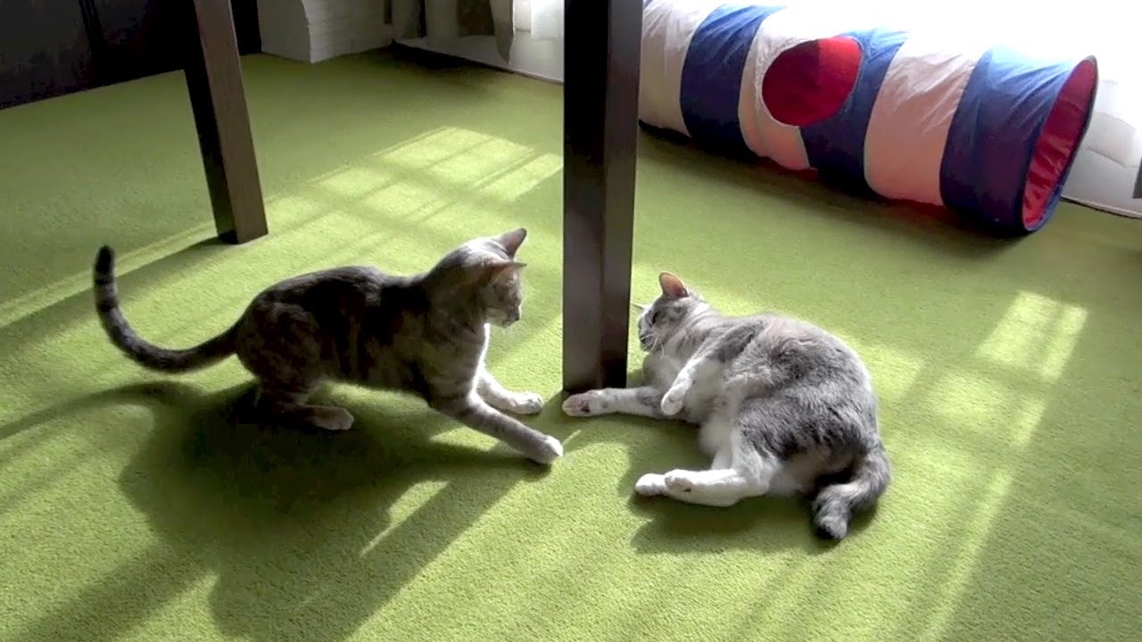 バトる - Cat Battle -
