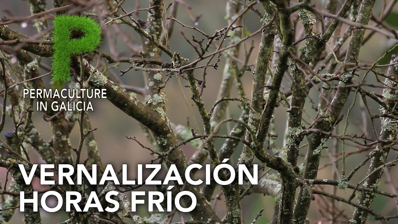Vernalización. Dormancia. Requerimiento de horas frío | Permacultura en Galicia