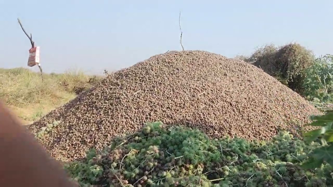 અરેડા વીણવા ની ફુલ મોજ હો😍😘✅