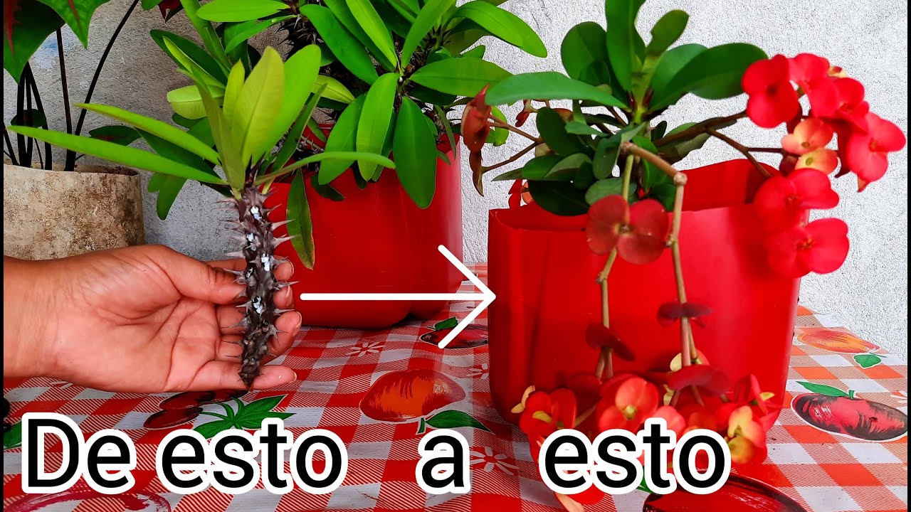 como reproducir corona de cristo con éxito