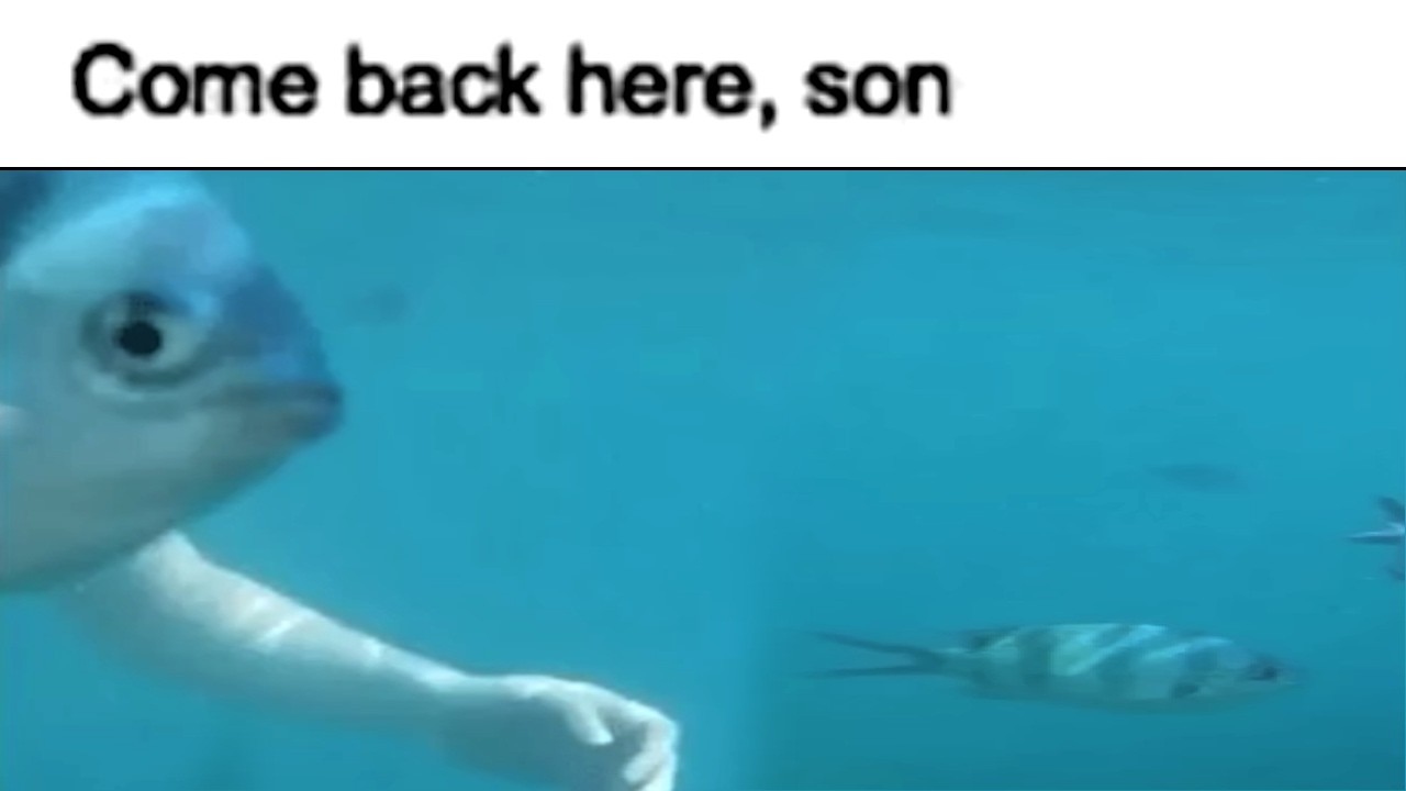 Fish Memes