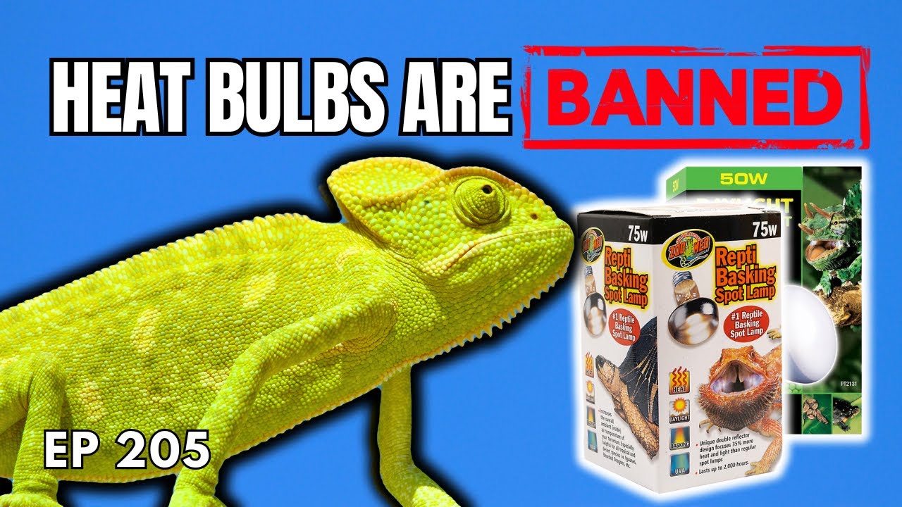 Understanding The Reptile Heat Bulb Ban