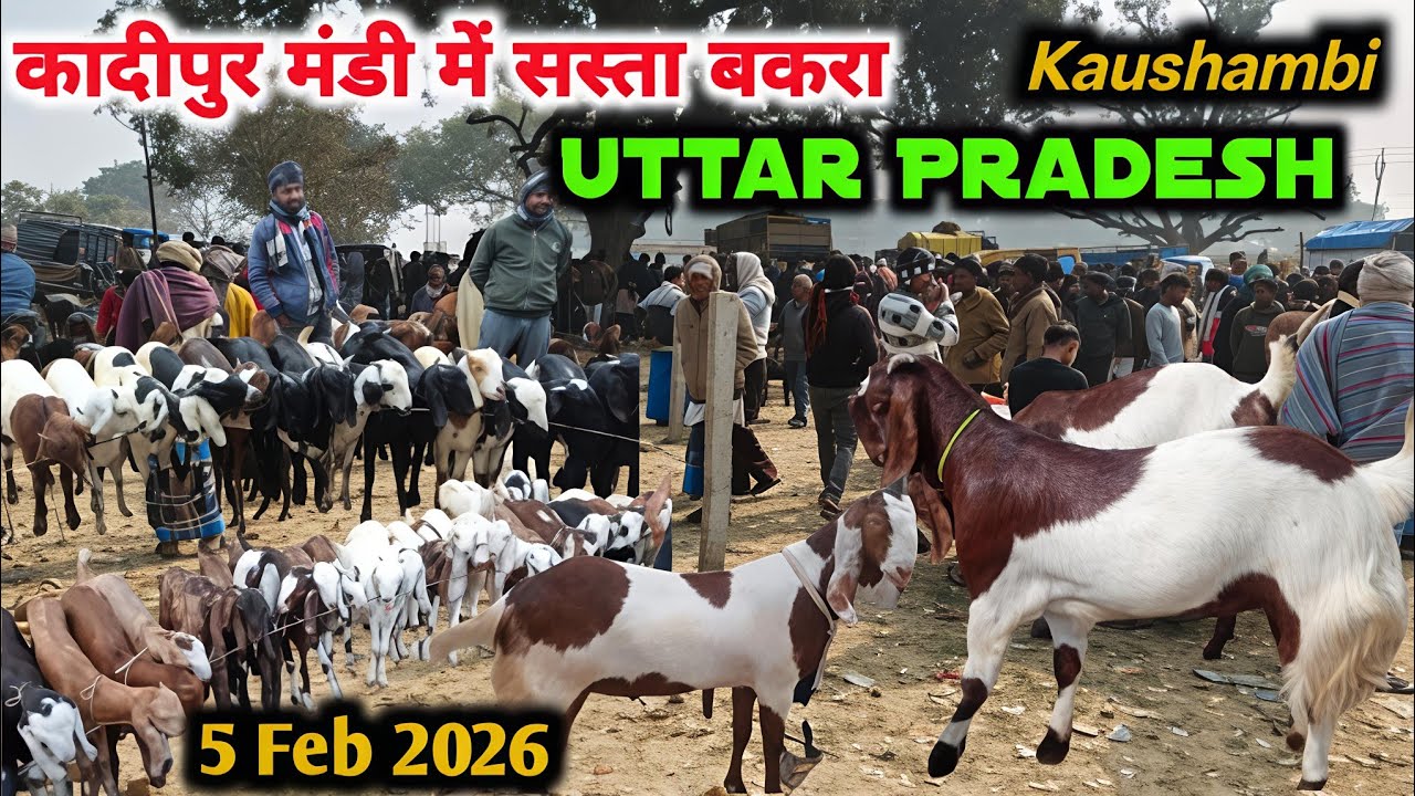 कादीपुर बकरा मंडी में जबरदस्त सौदे 5/2/26 Kadipur Bakra Mandi #Kaushambi Uttar Pradesh #bakramandi