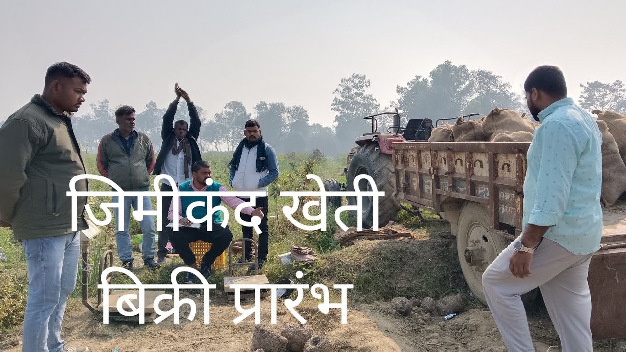 जिमीकंद खेती बिक्री प्रारंभ