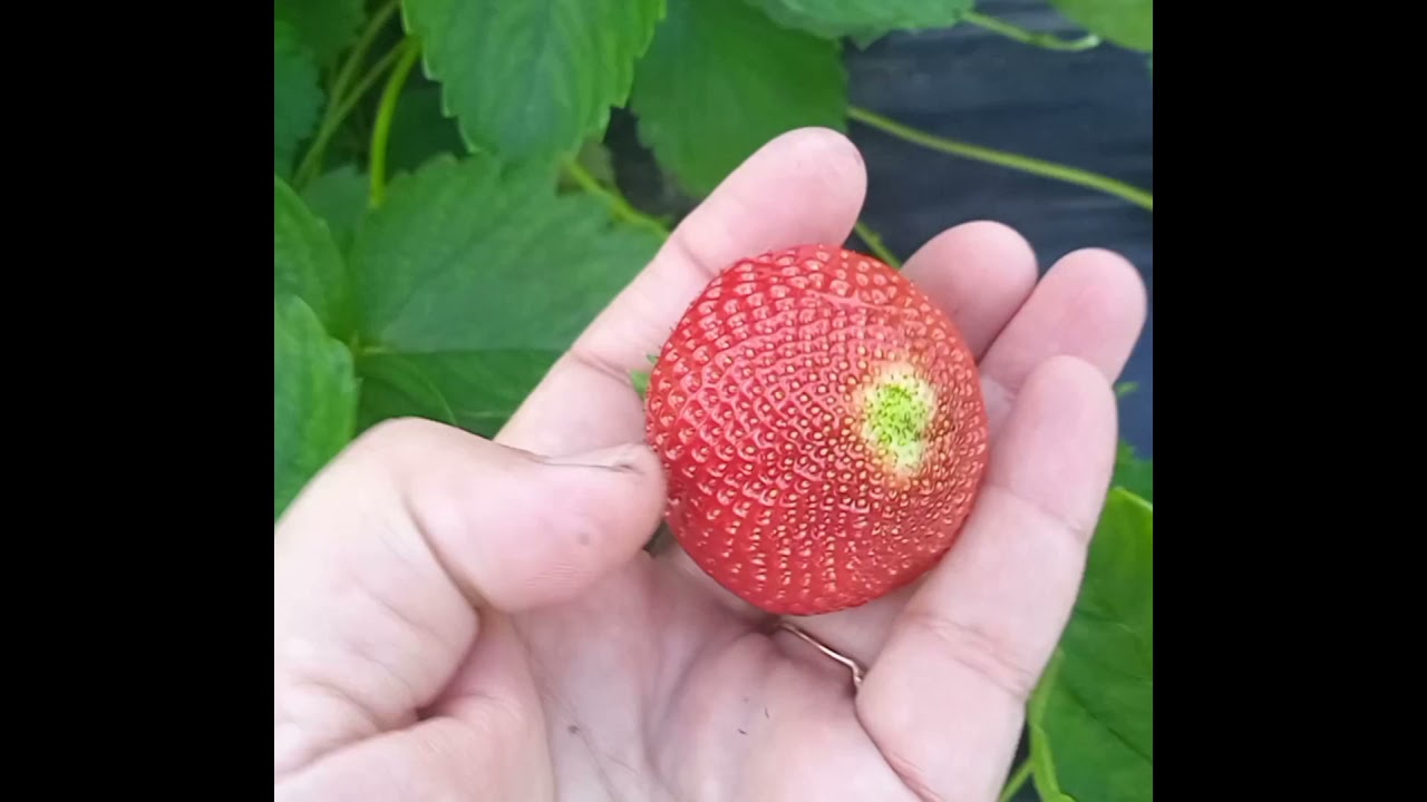САНДРА, АРИАННА И ФЕДЕРИКА в средней полосе.Обзор по сортам.