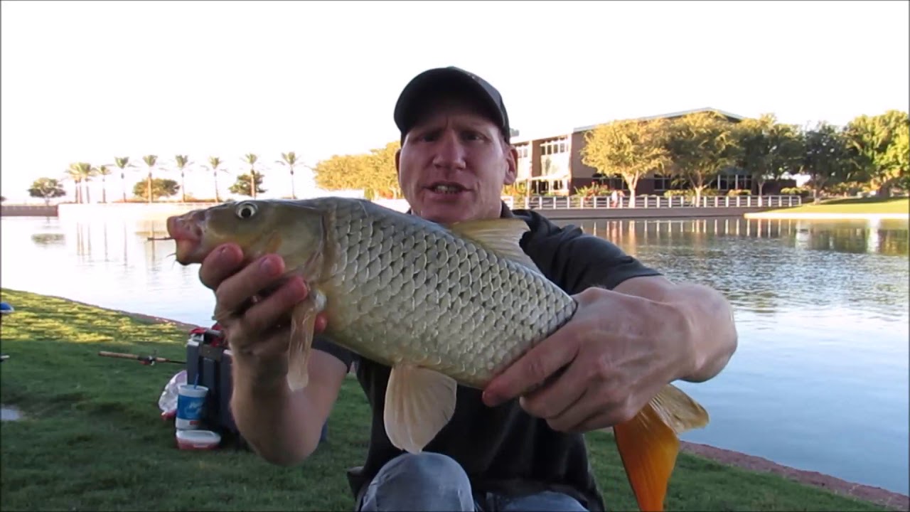 2 hours Urban Lake Fishing for Catfish and Carp