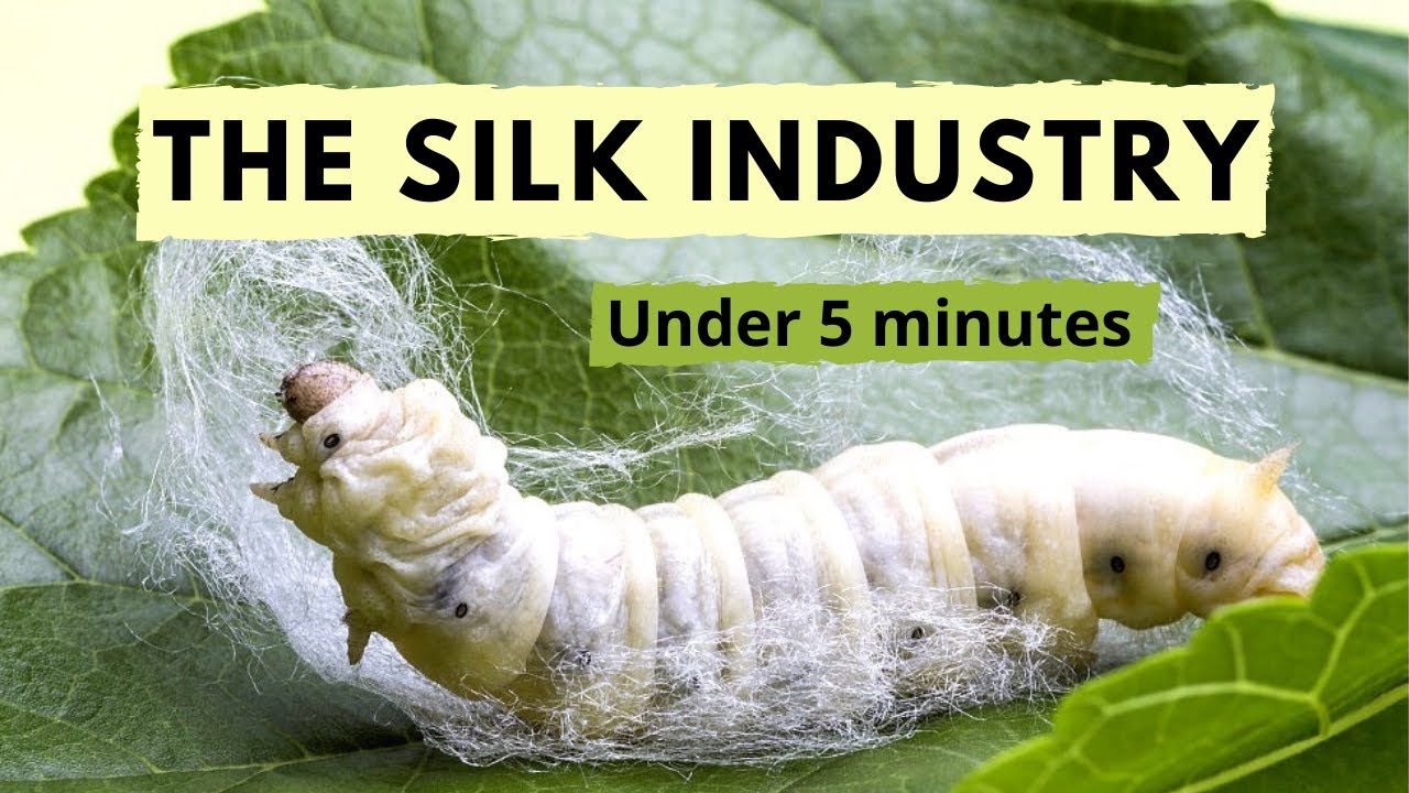 Why is The Silk Industry so CRUEL? (Hindi)