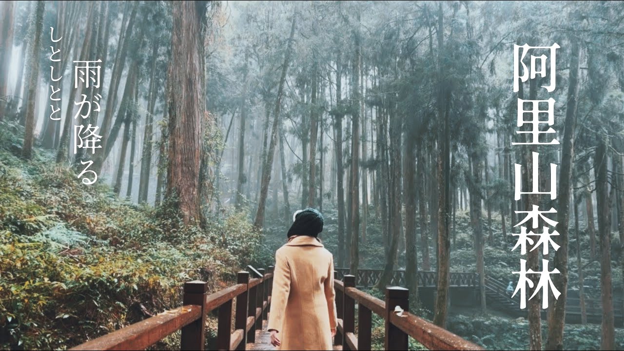 雨の秘境：阿里山森林
