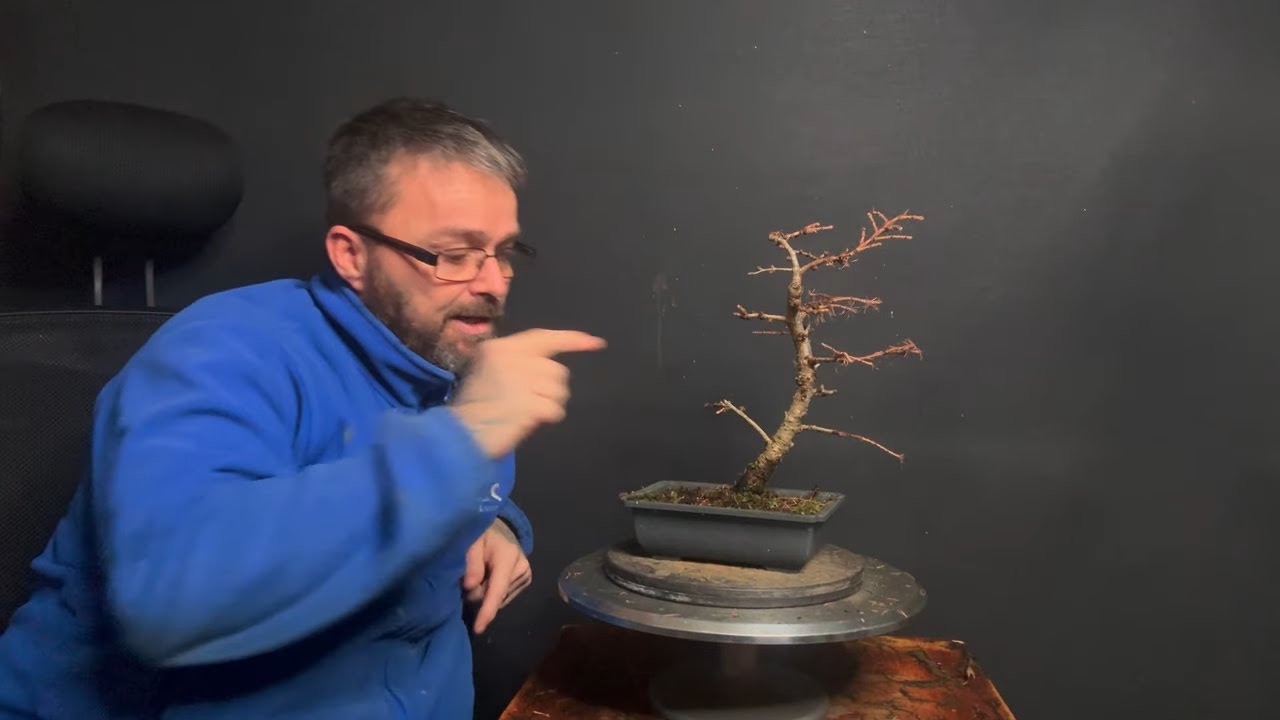 Starting a Japanese Larch Bonsai First Primary Branch Placement