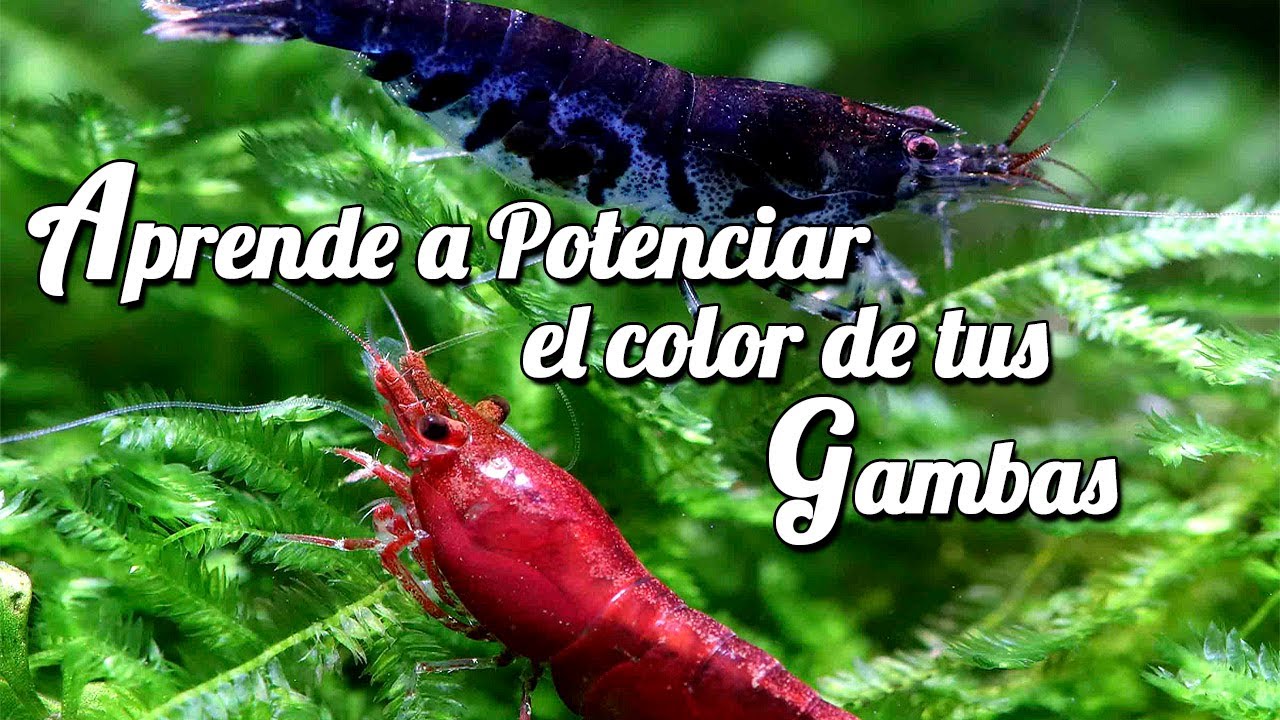 Mejora el color de tu gambas‼️. Sabes como hacerlo❓