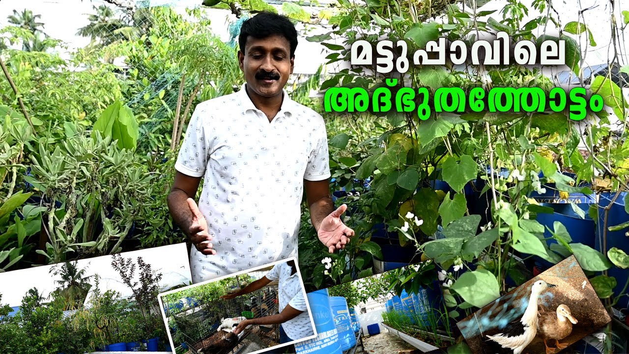 മട്ടുപ്പാവിലെ ഒരു അദ്‌ഭുതത്തോട്ടം I Mixed farming In Terrace , Kochi I Shaiju Kelanthra