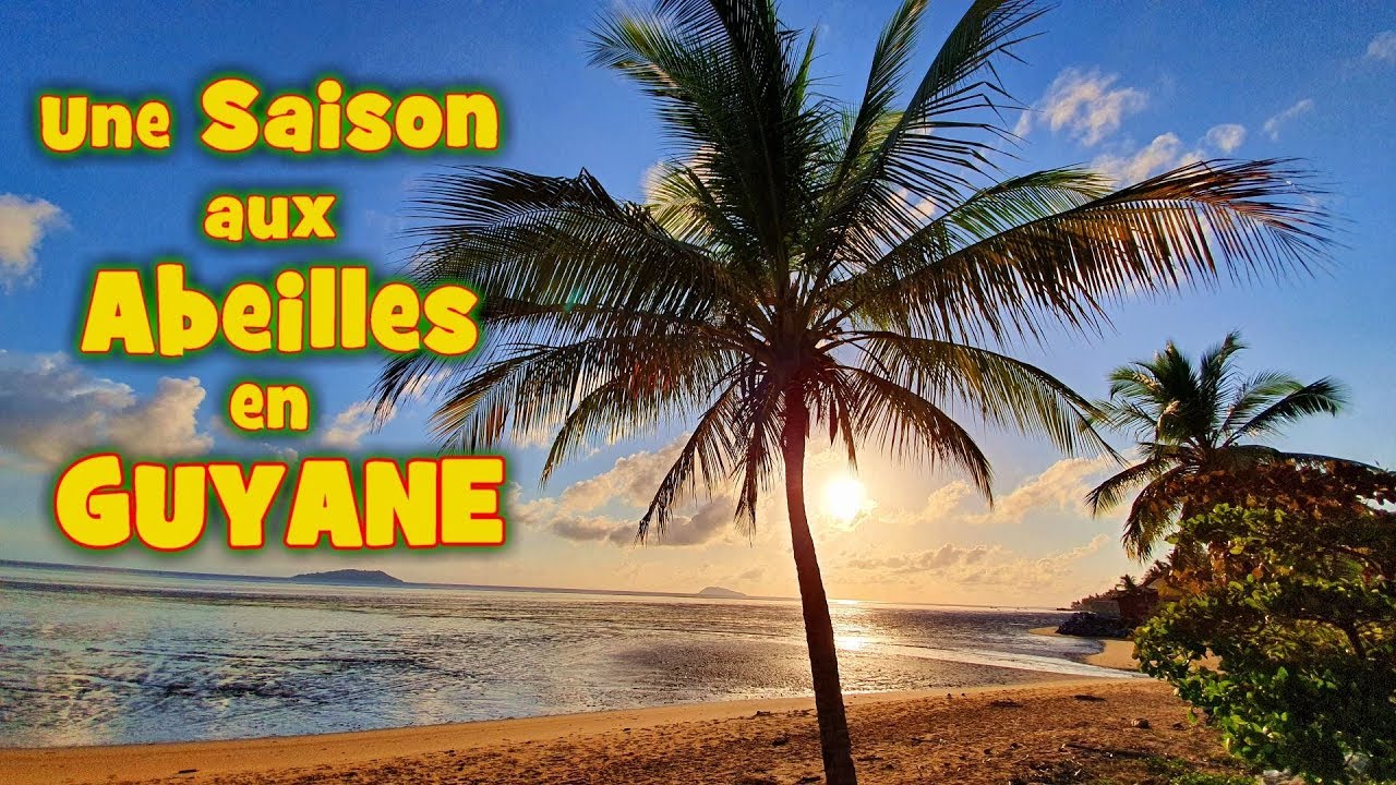 Une Saison aux Abeilles en Guyane ! Nov 2019