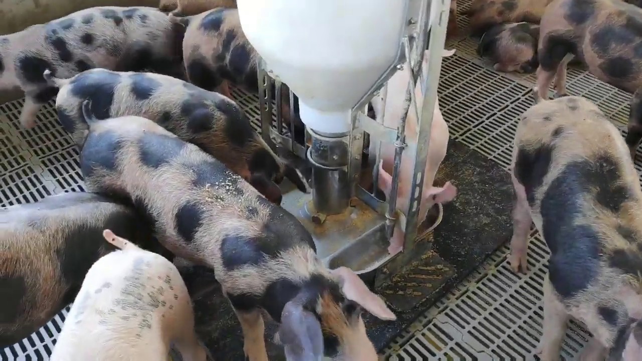 Ração inicial 2 para leitões 46 a 70 dias