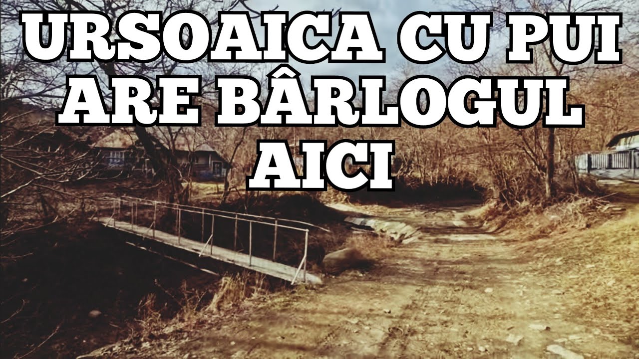 Ursoaica cu pui m-a întors din drum în satul Brădet