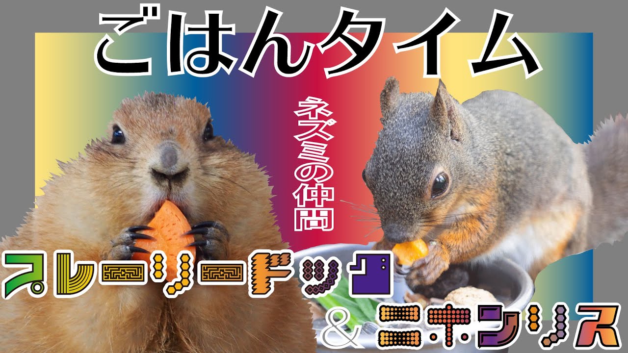 【360°VR映像】ネズミの仲間たち：プレーリードッグ＆ニホンリス【千葉市動物公園】