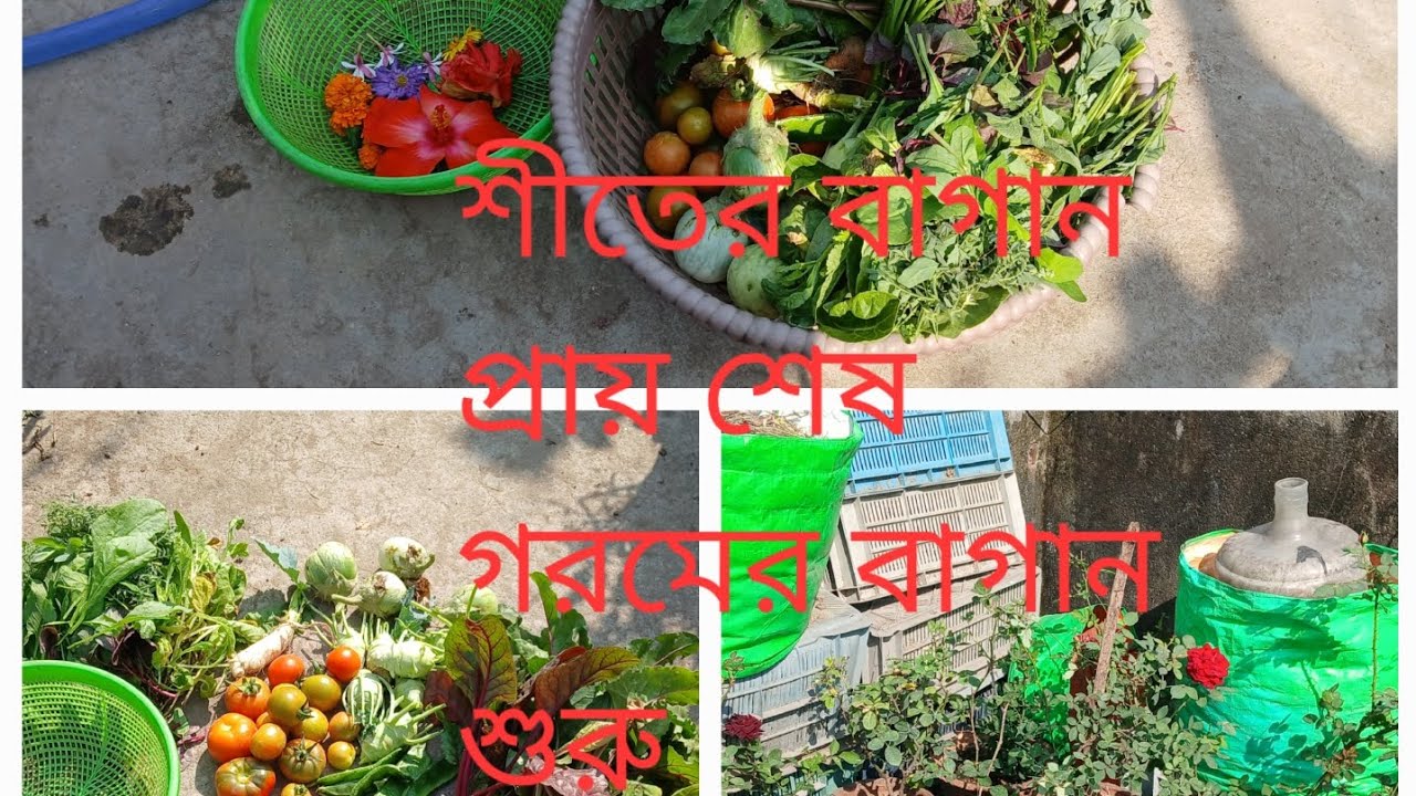 গরমের বাগান সবুজ রাখতে চারা বসালাম/গোলাপ গাছে খাবার প্রয়োগ/সবজির হারভেসট করলাম #rooftop #gardening 