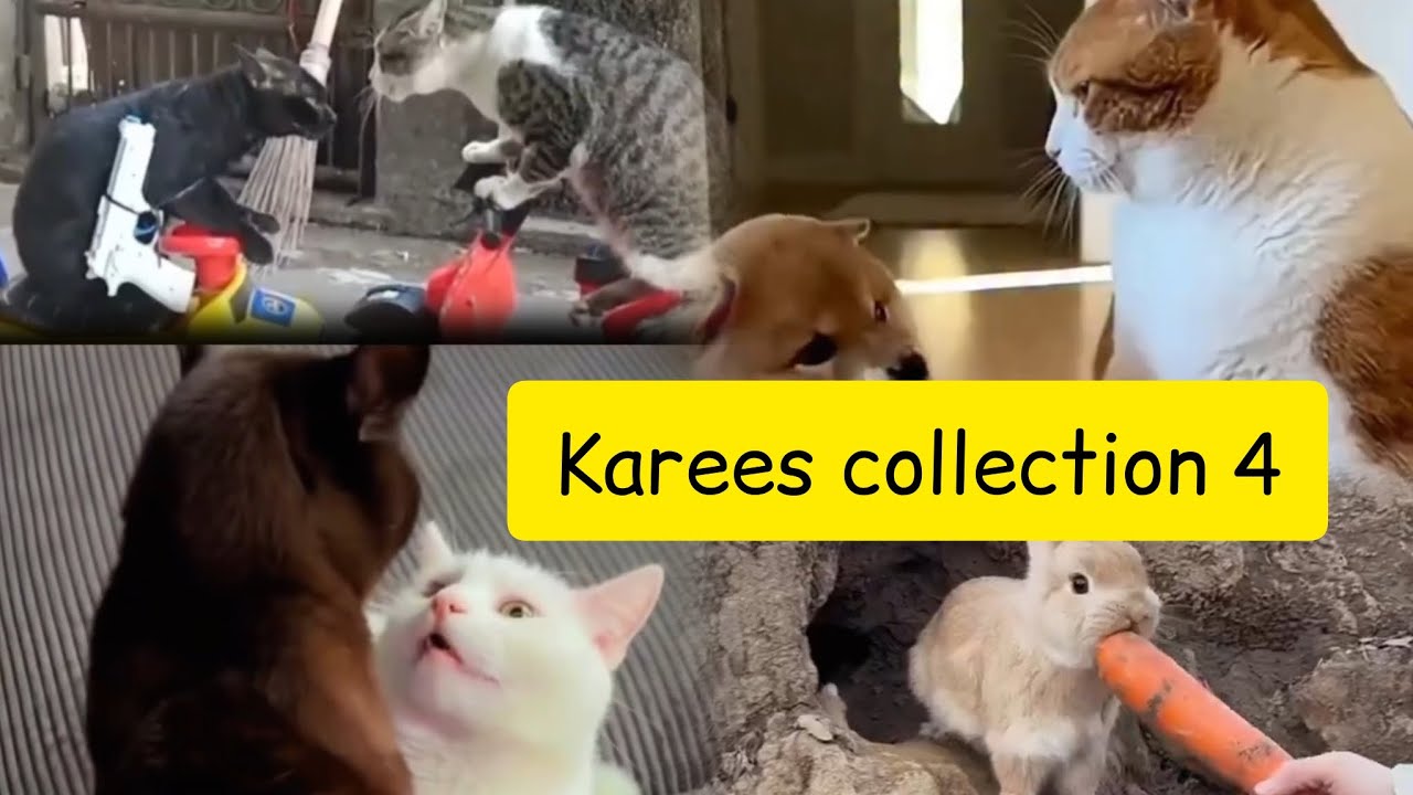 Karees fun