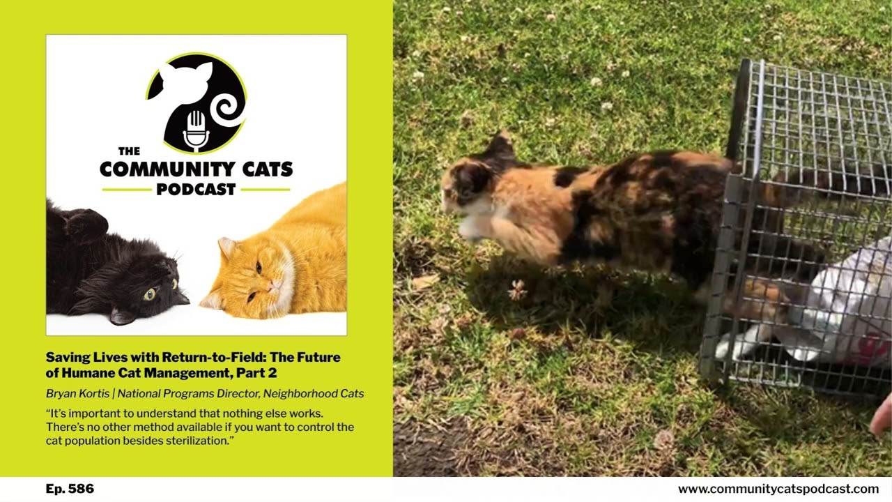 Saving Lives with Return-to-Field: The Future of Humane Cat Management, Part 2, with Bryan...
